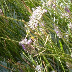 DAY 13 - Tues 14th July - Harrow by @Mvivu