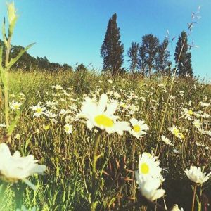 DAY 5 - Mon 6th July - Harrow on the Hill by @rubinabecherini